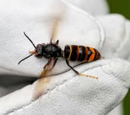 Asiatische Hornisse - engel-prinz