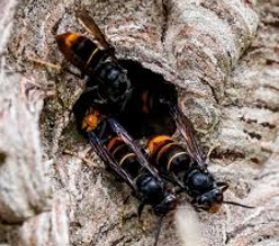 Asiatische Hornisse - engel-prinz