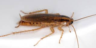 Deutsch Schabe(Blattella germanica) - engel-prinz