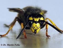 Deutsche-Wespe-engel-prin