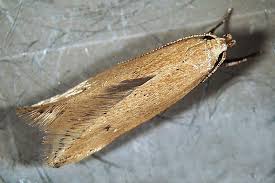 Getreidemotte-engel-prinz