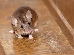 Hausmaus-engel-prinz