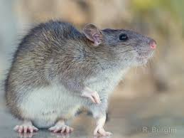 Hausratte-engel-prinz