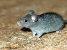 Hausratte-engel-prinz