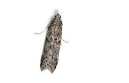 Mehlmotte-engel-prinz