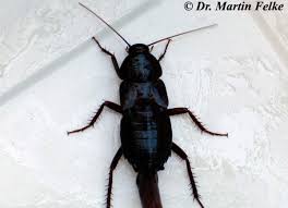 Orientalische-Schabe-blank