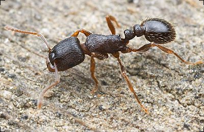 Rasenameise-Tetramorium-caespitum-engel-prinz