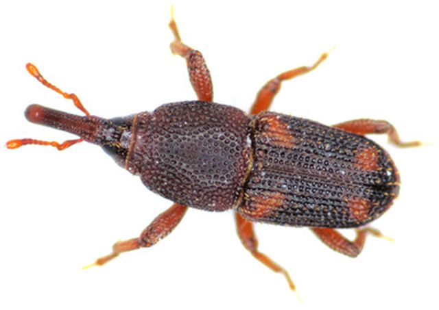 Reiskafer-engel-prinz